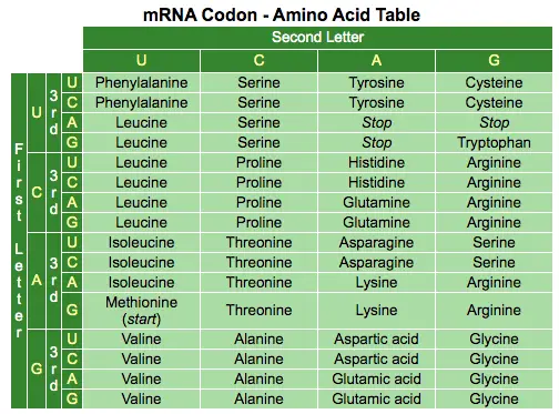 mRNA Codon Amino Acid Table