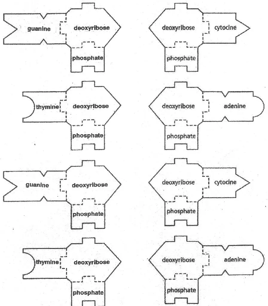 DNA RNA Templates Science Classroom Teacher Resources