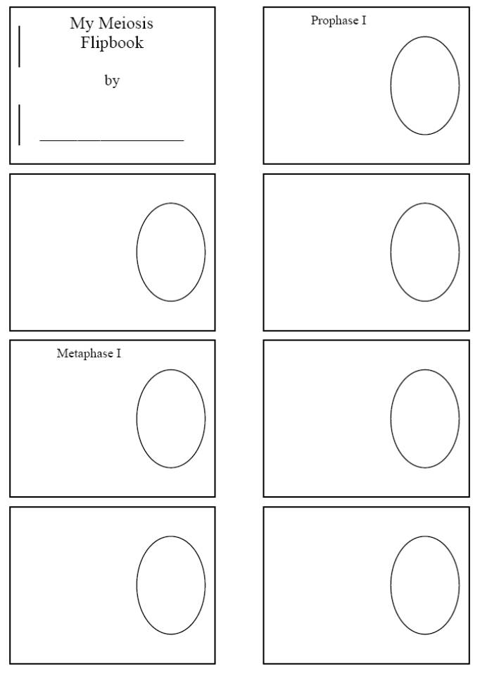 mitosis vs meiosis flip book mitosis vs meiosis flip book