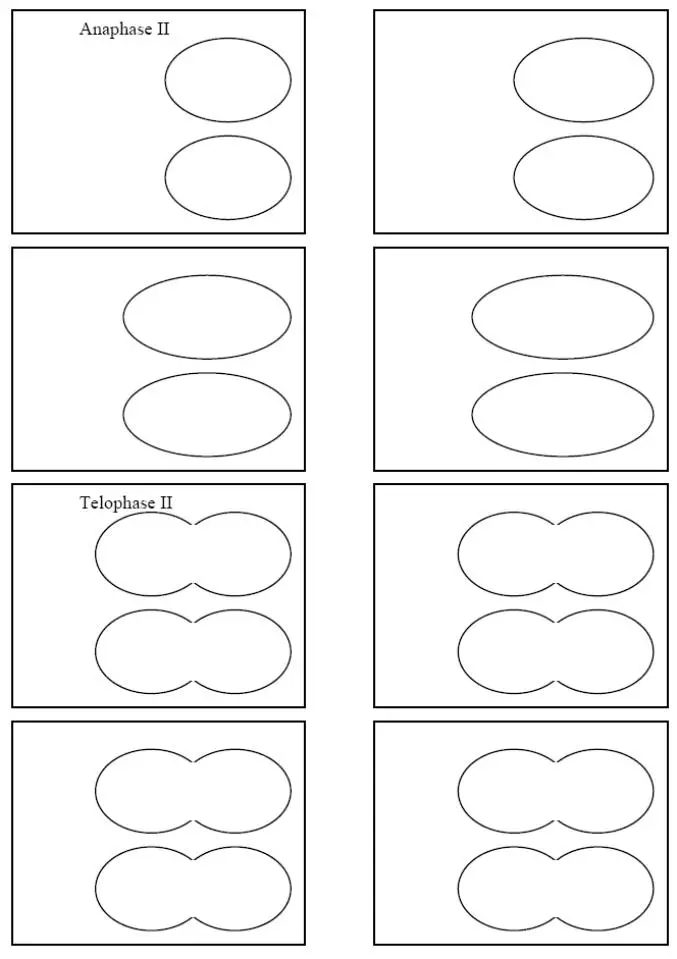 my meiosis flipbook