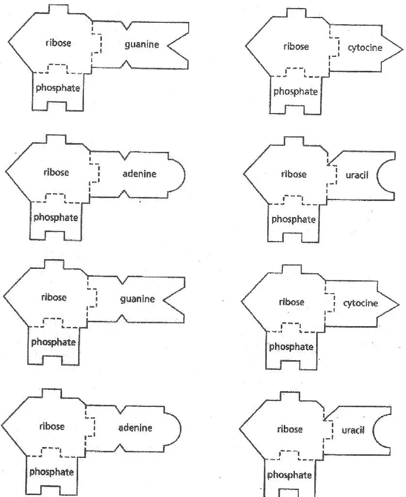 rna